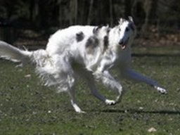 barzoi_20211128_1500080086